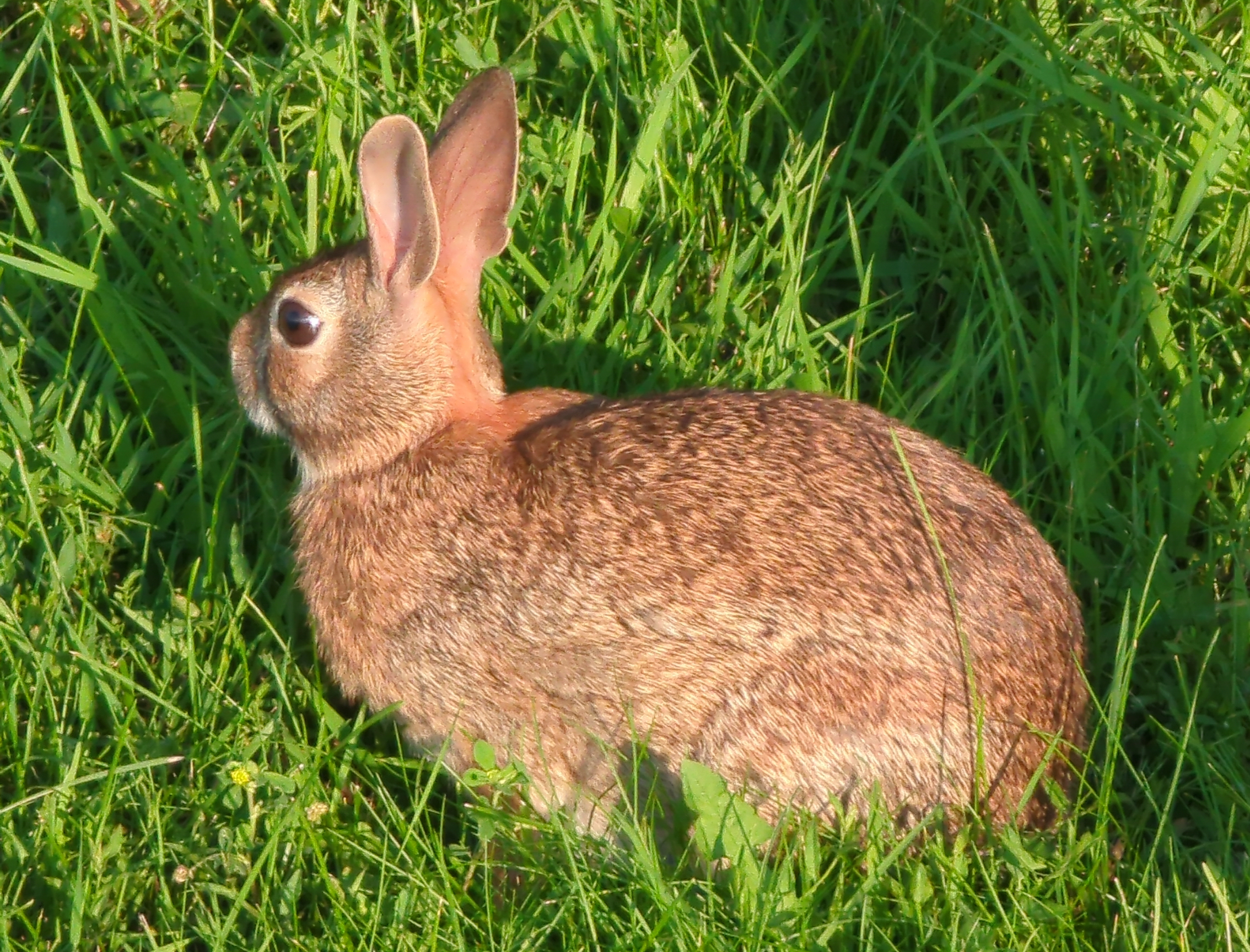 a smol bun